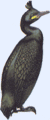 cormoran huppé