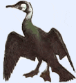 grand cormoran